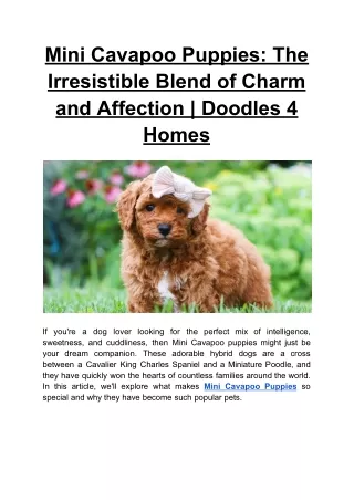 Mini Cavapoo Puppies_ The Irresistible Blend of Charm and Affection _ Doodles 4 Homes