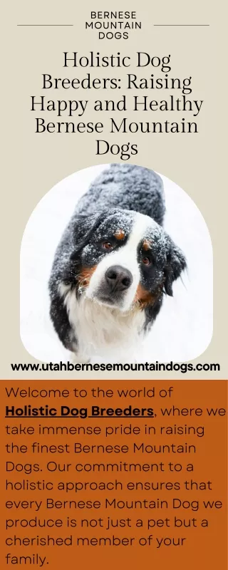 Holistic Dog Breeders Raising Happy and Healthy Bernese Mountain Dogs
