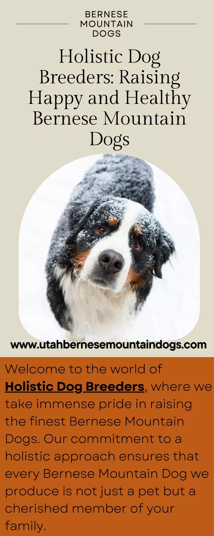 bernese mountain dogs holistic dog breeders