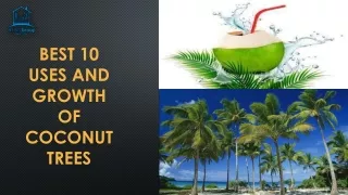Best 10 Uses And Growth Of Coconut Trees