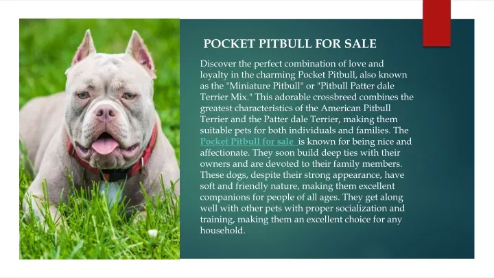 pocket pitbull for sale