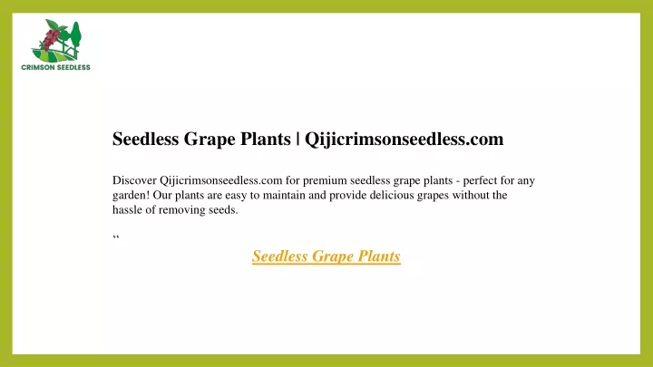 seedless grape plants qijicrimsonseedless