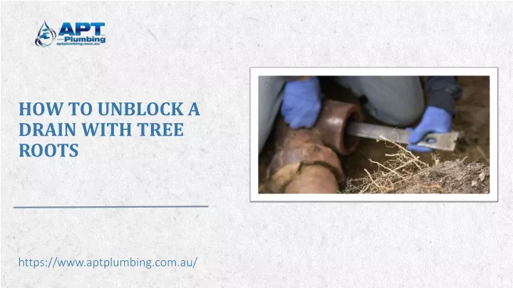 how to unblock a drain with tree roots