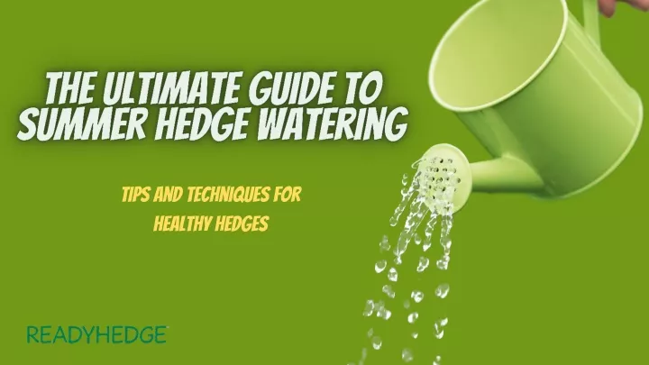 tips and techniques for healthy hedges