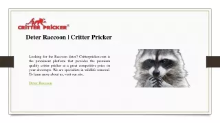 Deter Raccoon  Critter Pricker