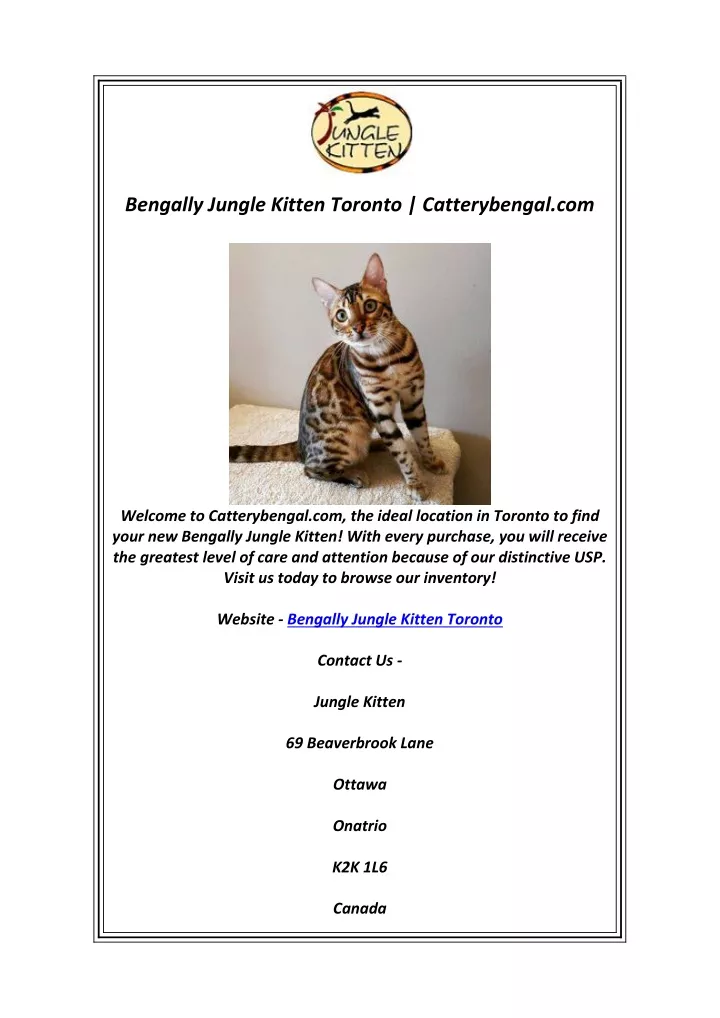 bengally jungle kitten toronto catterybengal com