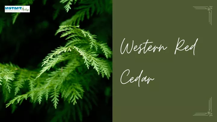 western red cedar