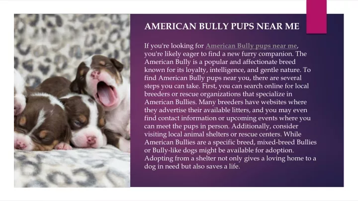 american bully pups near me