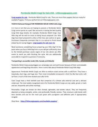 Pembroke Welsh Corgi for Sale USA - Littlecorgipuppies.com