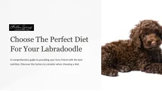 Choose-The-Perfect-Diet-For-Your-Labradoodle