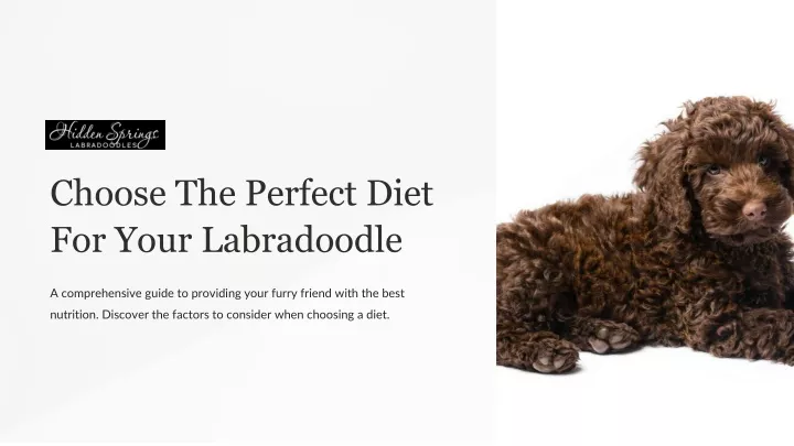 choose the perfect diet for your labradoodle