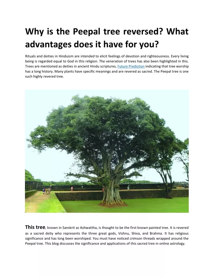 why is the peepal tree reversed what advantages