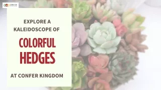 explore a kaleidoscope of