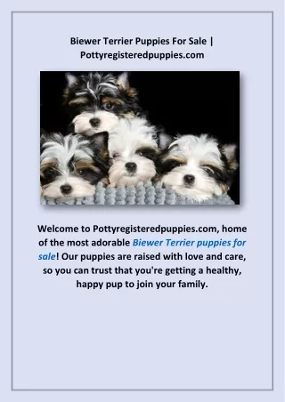 Biewer Terrier Puppies For Sale | Pottyregisteredpuppies.com