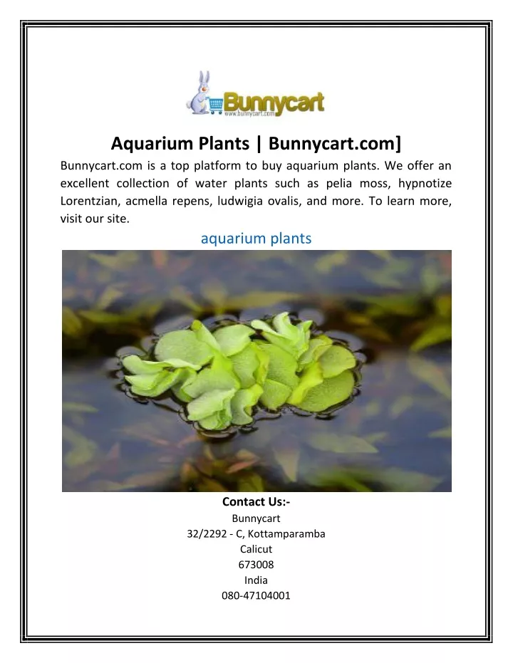 aquarium plants bunnycart com bunnycart