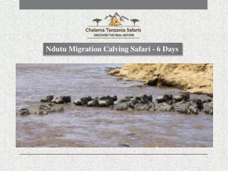 ndutu migration calving safari 6 days