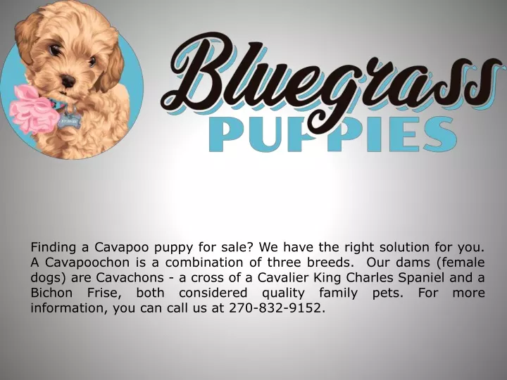 finding a cavapoo puppy for sale we have