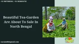 Beautiful Tea-Garden Are About To Sale In North Bengal