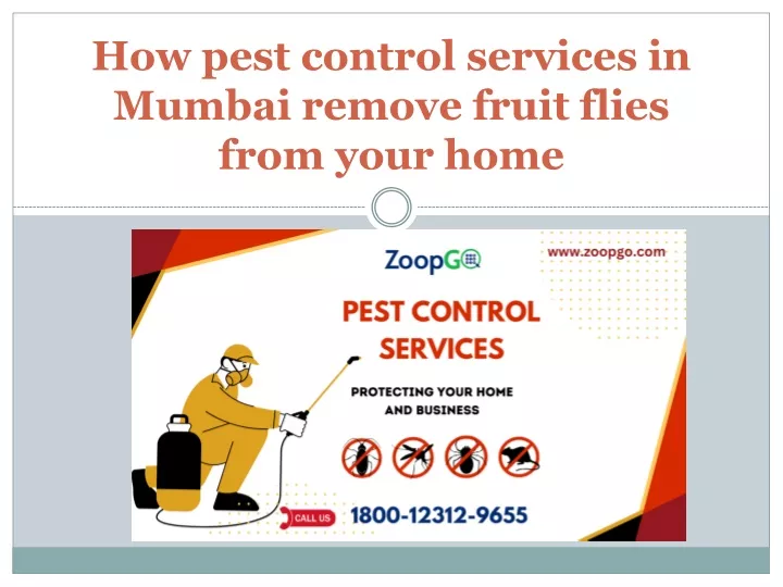 how pest control services in mumbai remove fruit flies from your home