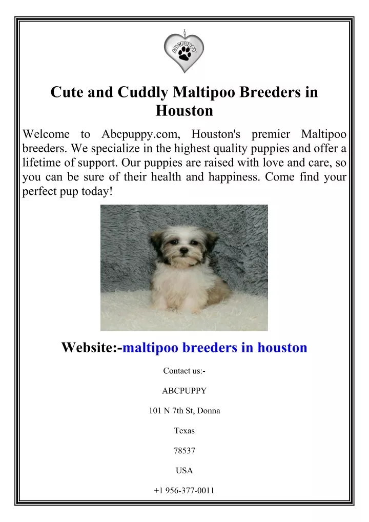 cute and cuddly maltipoo breeders in houston