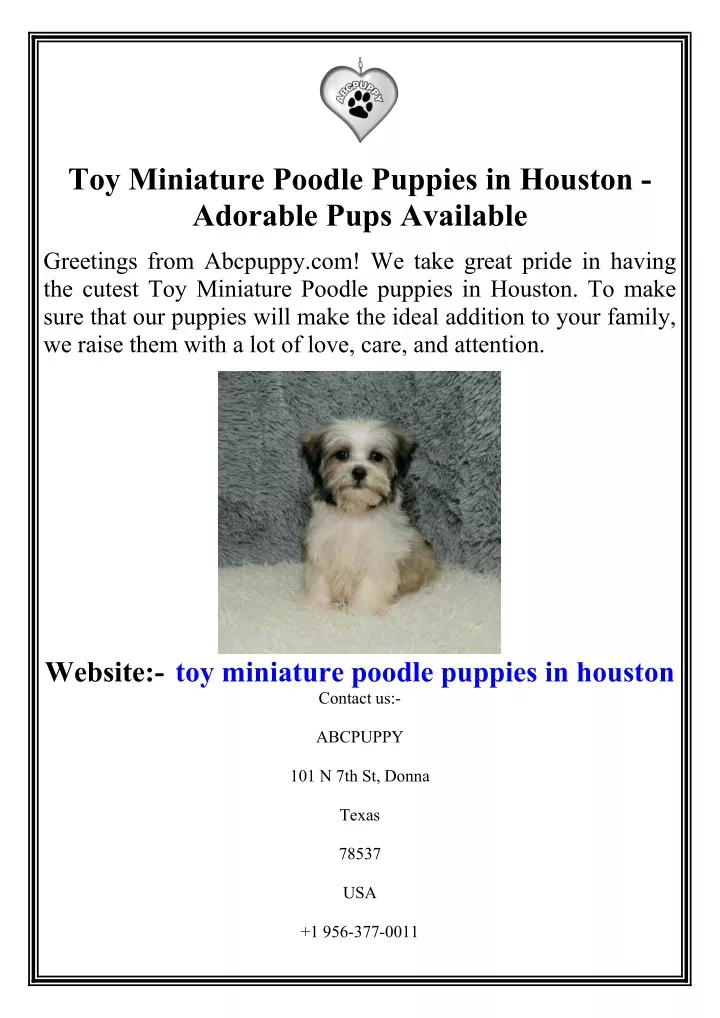 toy miniature poodle puppies in houston adorable
