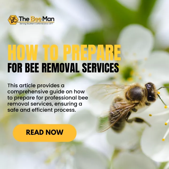 how to prepare for bee removal services