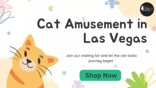 Cat Amusement in Las Vegas