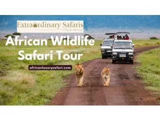 African Wildlife Safari Tours