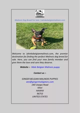 Malinois Dog Breed For Sale  Jahnkebelgianmalinois.com