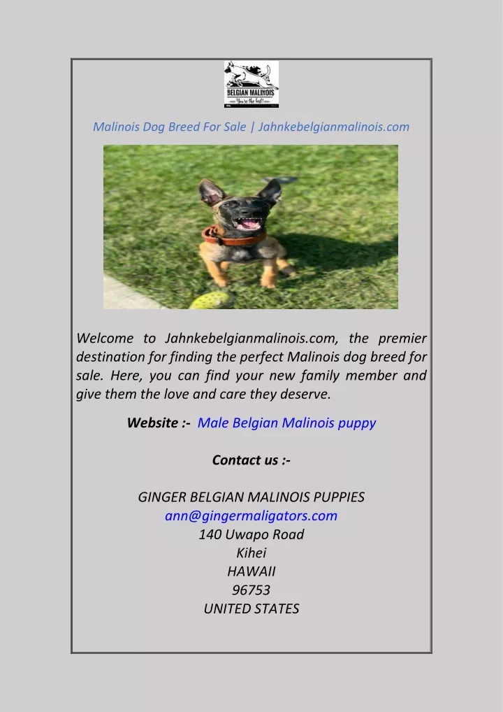 malinois dog breed for sale jahnkebelgianmalinois