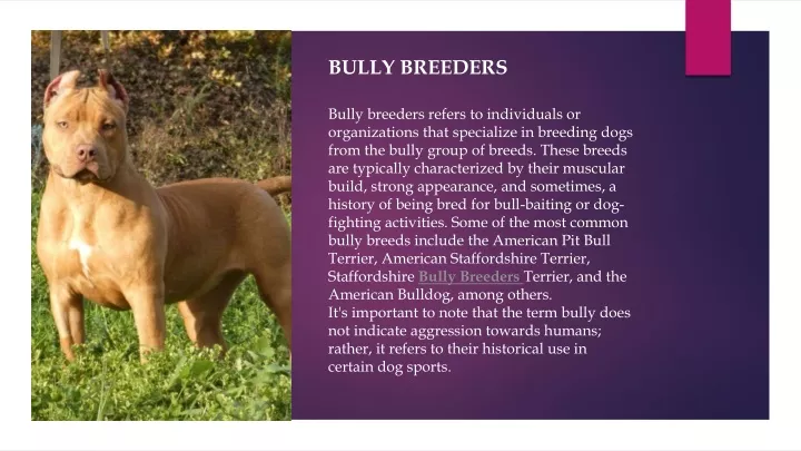 bully breeders