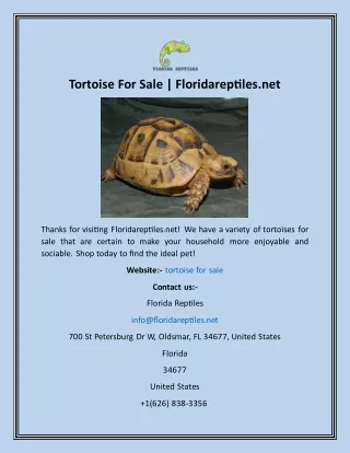 Tortoise For Sale  Floridareptiles.net