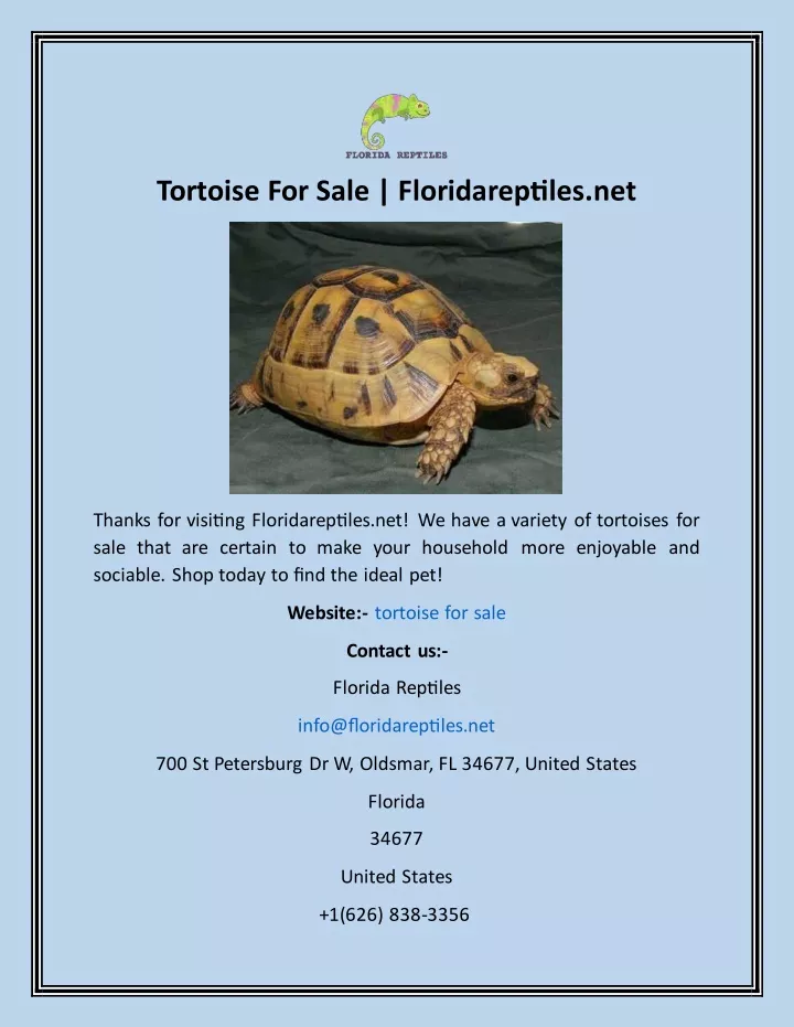 tortoise for sale floridareptiles net