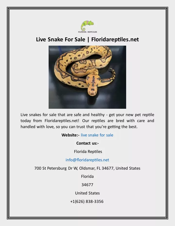 live snake for sale floridareptiles net