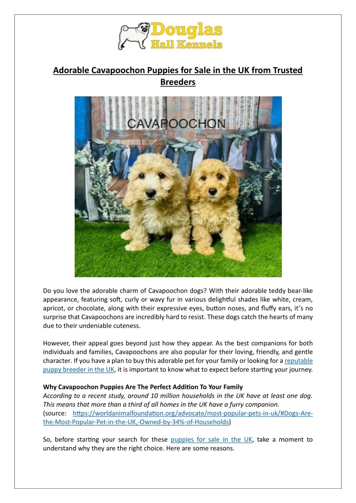 adorable cavapoochon puppies for sale