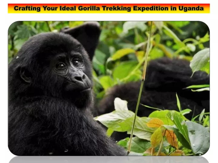 crafting your ideal gorilla trekking expedition