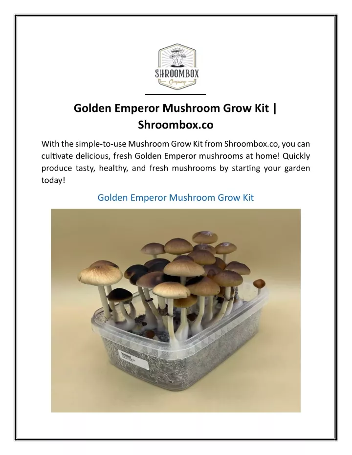 golden emperor mushroom grow kit shroombox co