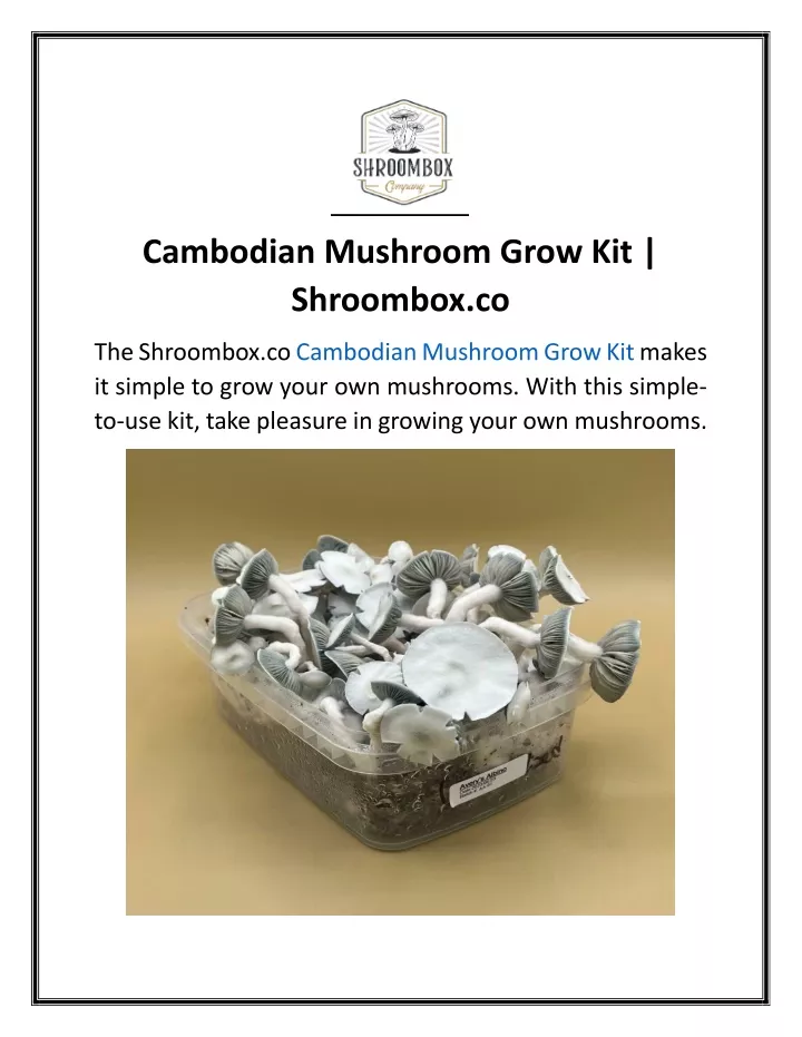 cambodian mushroom grow kit shroombox co