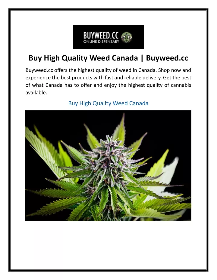 buy high quality weed canada buyweed cc