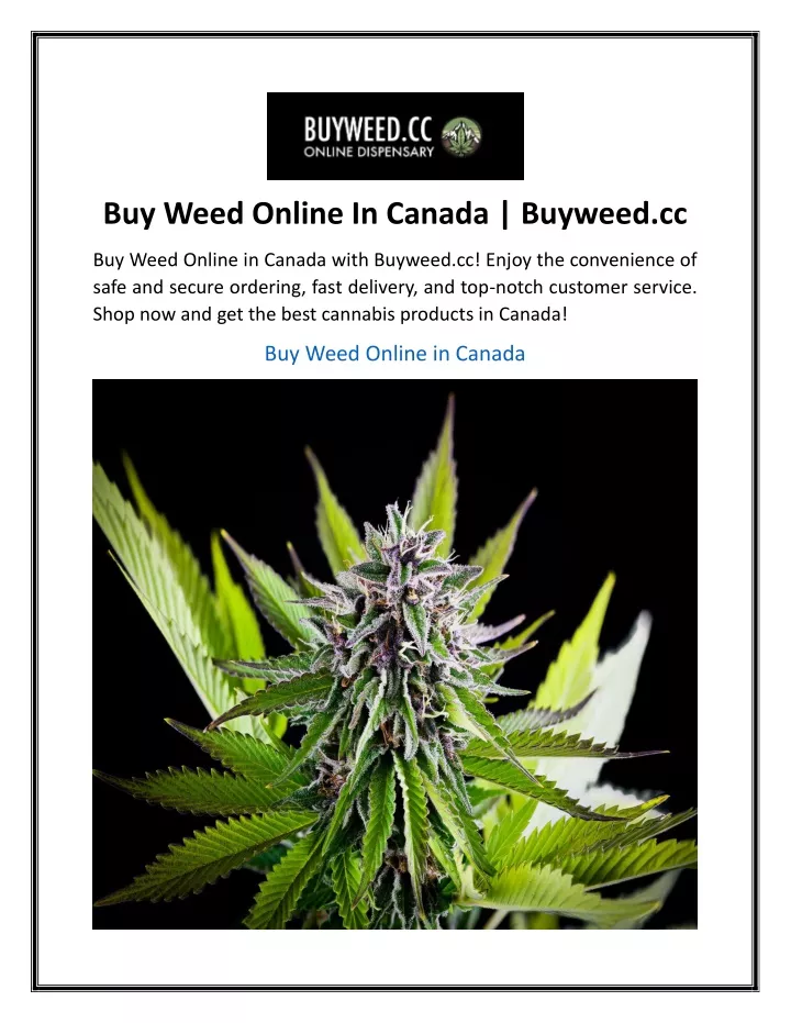 buy weed online in canada buyweed cc