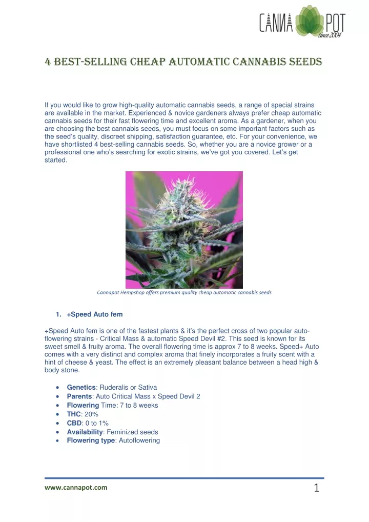 PPT - 4 best-selling cheap automatic cannabis seeds PowerPoint ...