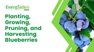 Planting, Growing, Pruning, and Harvesting Blueberries