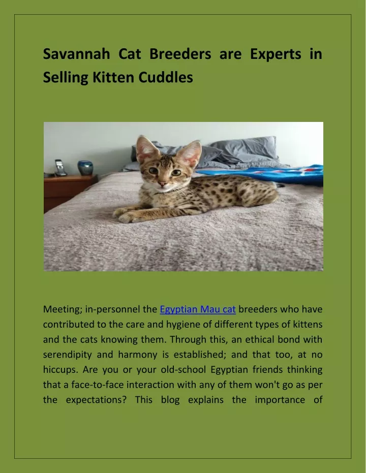 savannah cat breeders are experts in selling