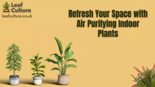 Refresh Your Space with Air Purifying Indoor Plants
