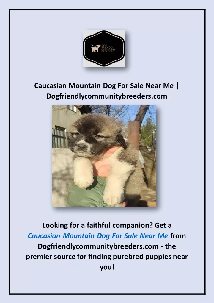 caucasian mountain dog for sale near