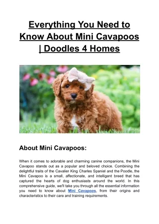 Everything You Need to Know About Mini Cavapoos _ Doodles 4 Homes