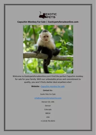 Capuchin Monkey For Sale | Exoticpetsforsaleonline.com
