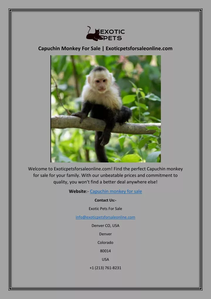 capuchin monkey for sale exoticpetsforsaleonline