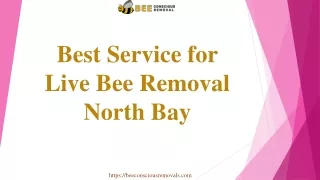 Best Service for Live Bee Removal North Bay