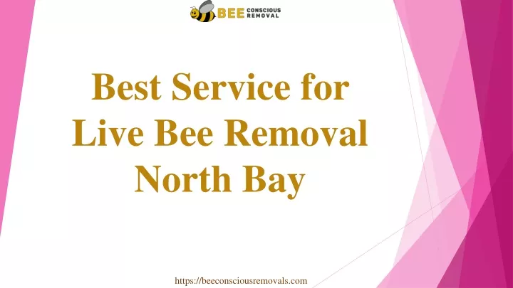 best service for live bee removal north bay